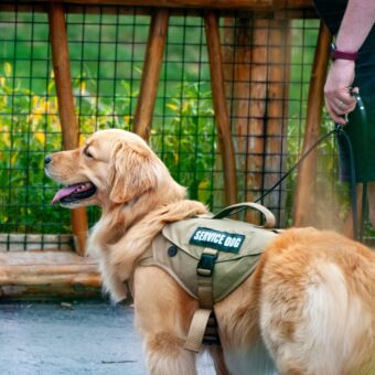  Cães de assistência: o impacto da nova lei em Osasco